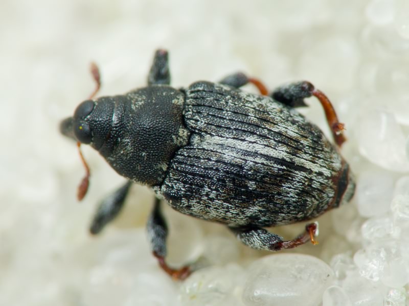 Coryssomerus capucinus (Beck, 1817)